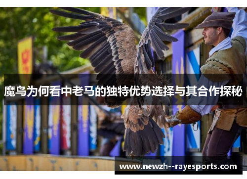 魔鸟为何看中老马的独特优势选择与其合作探秘